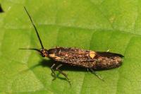 Esperia sulphurella