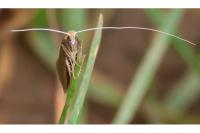 Nematopogon