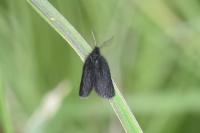 Epichnopterix plumella