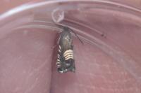 Grapholita compositella