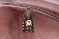 Grapholita compositella