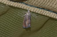 Dichrorampha