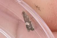 Grapholita pallifrontana