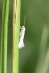 Elachista argentella