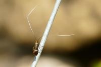 Adela australis