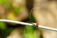 Adela australis