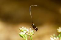 Adela australis
