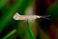 Plutella xylostella