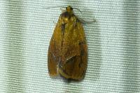 Ptycholoma lecheana