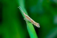 Plutella xylostella