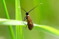 Cauchas fibulella
