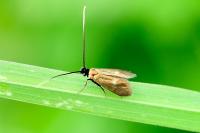Cauchas fibulella