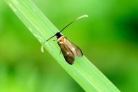 Cauchas fibulella