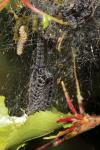 Yponomeuta padella
