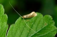 Nematopogon