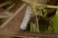 Yponomeuta padella