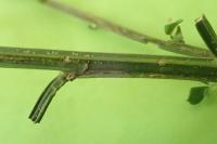 Leucoptera spartifoliella