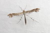 Oxyptilus