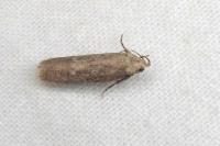 Platyedra subcinerea