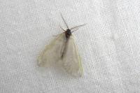 Rebelia plumella surientella