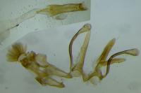 Prolita solutella