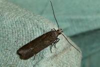 Prolita solutella