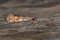 Cameraria ohridella
