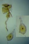Phyllonorycter messaniella
