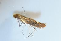 Phyllonorycter messaniella