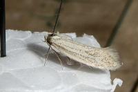 Elachista pollutella