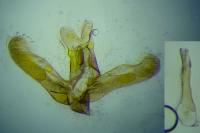Elachista pollutella