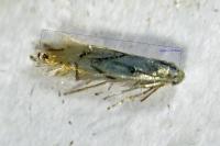 Phyllonorycter harrisella