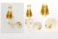 Phyllonorycter harrisella