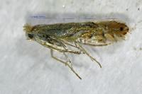 Phyllonorycter quercifoliella