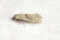 Cochylimorpha straminea