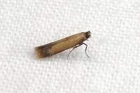 Coptotriche marginea