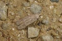 Platyedra subcinerea
