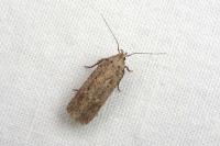 Platyedra subcinerea