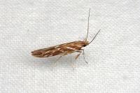 Pyroderces argyrogrammos