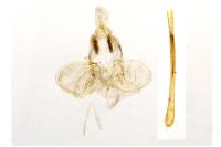 Argyresthia spinosella