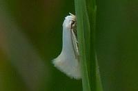 Elachista argentella