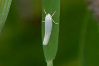 Elachista argentella