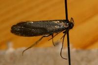 Incurvaria koerneriella