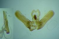 Elachista argentella