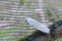 Elachista argentella