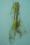 Monopis weaverella