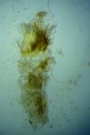 Phyllonorycter messaniella