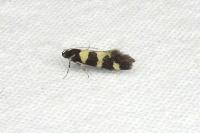 Denisia augustella