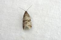 Isotrias rectifasciana