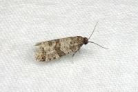 Isotrias rectifasciana